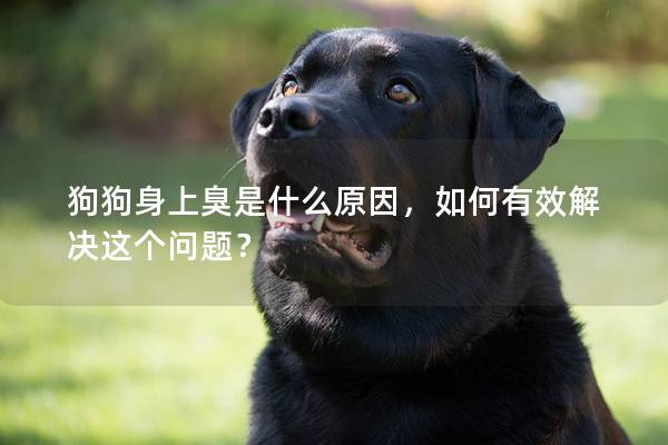 狗狗身上臭是什么原因，如何有效解決這個(gè)問(wèn)題？