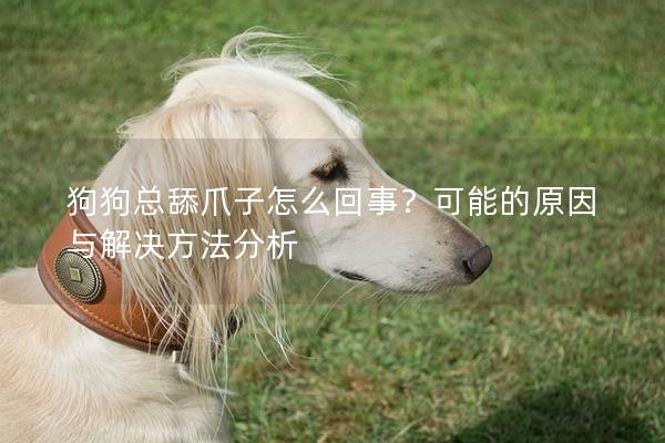 狗狗總舔爪子怎么回事?可能的原因與解決方法分析 狗狗總舔爪子怎么回事?可能的原因與解決方法分析