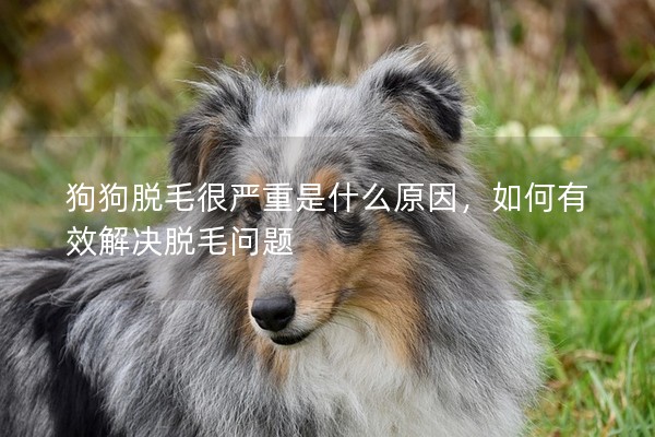狗狗脫毛很嚴重是什么原因，如何有效解決脫毛問題