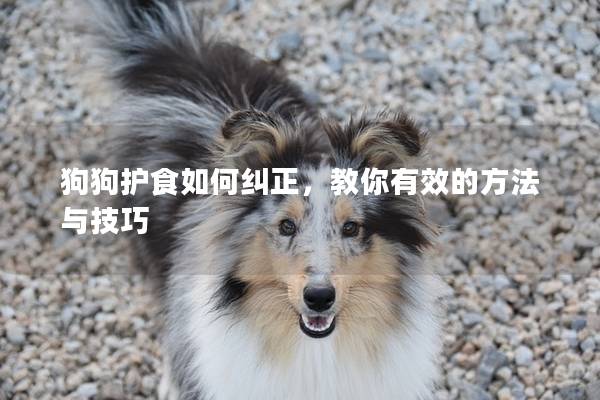 狗狗護食如何糾正，教你有效的方法與技巧