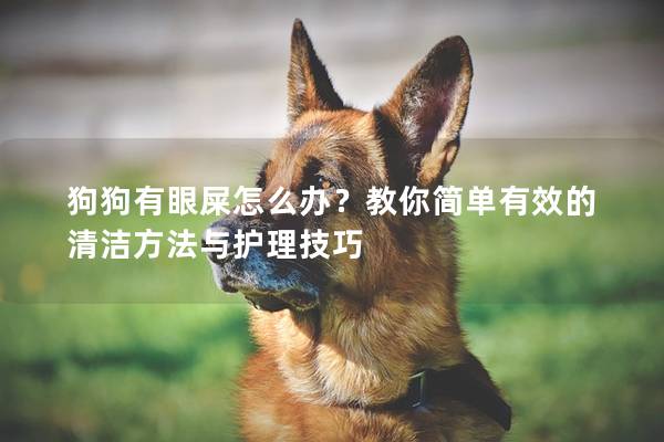狗狗有眼屎怎么辦？教你簡單有效的清潔方法與護(hù)理技巧