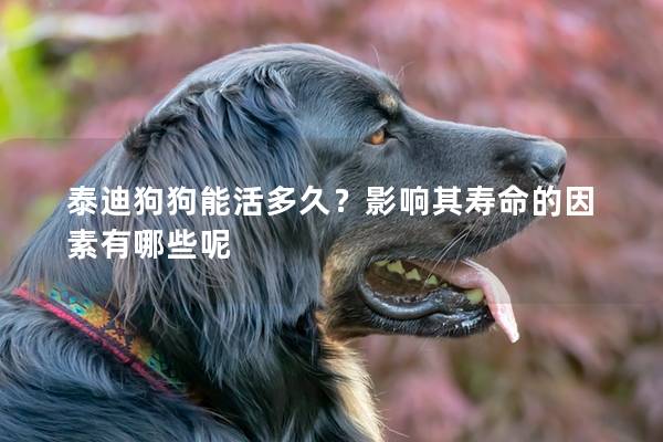 泰迪狗狗能活多久？影響其壽命的因素有哪些呢