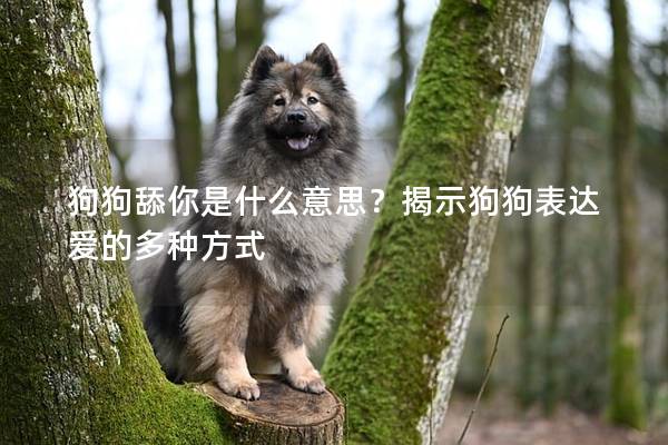 狗狗舔你是什么意思？揭示狗狗表達(dá)愛的多種方式