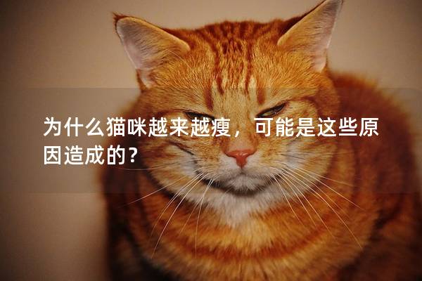 為什么貓咪越來越瘦，可能是這些原因造成的？