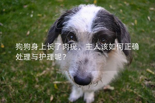 狗狗身上長了肉疣，主人該如何正確處理與護理呢？