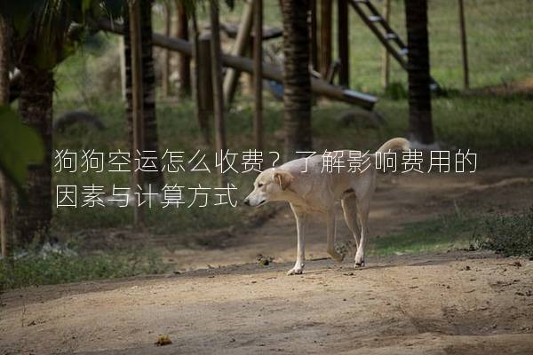 狗狗空運怎么收費？了解影響費用的因素與計算方式