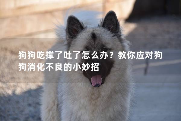 狗狗吃撐了吐了怎么辦？教你應對狗狗消化不良的小妙招