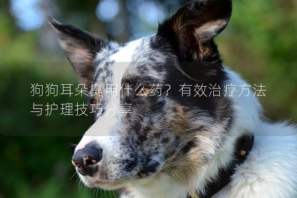 狗狗耳朵臭用什么藥？有效治療方法與護理技巧分享