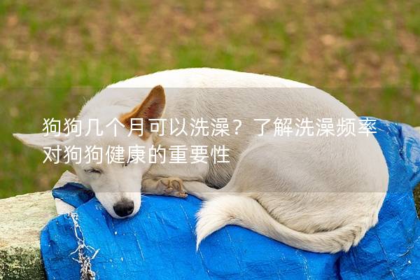 狗狗幾個月可以洗澡?了解洗澡頻率對狗狗健康的重要性 狗狗幾個月可以洗澡?了解洗澡頻率對狗狗健康的重要性