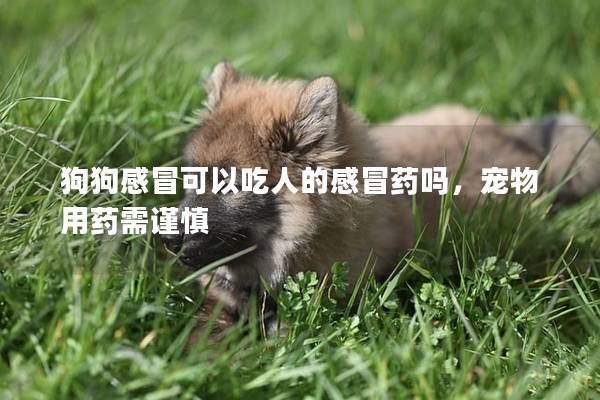 狗狗感冒可以吃人的感冒藥嗎,寵物用藥需謹慎 狗狗感冒可以吃人的感冒藥嗎,寵物用藥需謹慎
