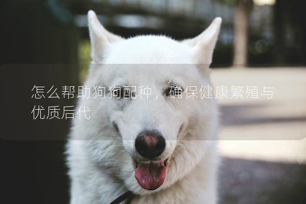 怎么幫助狗狗配種，確保健康繁殖與優質后代