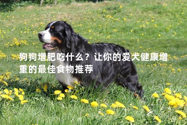 狗狗增肥吃什么?讓你的愛犬健康增重的最佳食物推薦 狗狗增肥吃什么?讓你的愛犬健康增重的最佳食物推薦