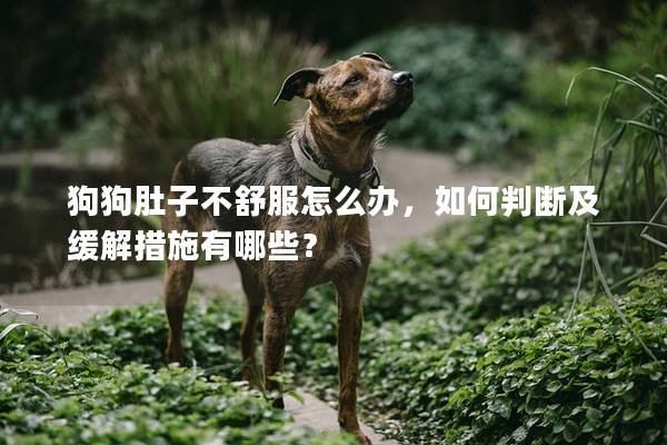 狗狗肚子不舒服怎么辦,如何判斷及緩解措施有哪些?