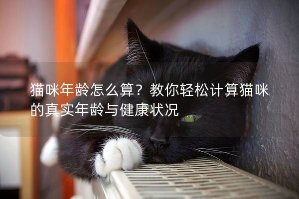 貓咪年齡怎么算？教你輕松計算貓咪的真實年齡與健康狀況