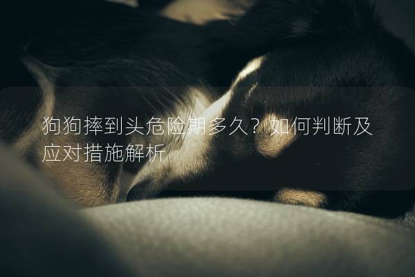 狗狗摔到頭危險(xiǎn)期多久？如何判斷及應(yīng)對措施解析