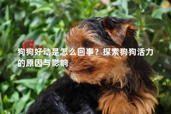 狗狗好動是怎么回事？探索狗狗活力的原因與影響