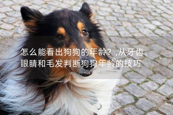 怎么能看出狗狗的年齡？,從牙齒、眼睛和毛發判斷狗狗年齡的技巧