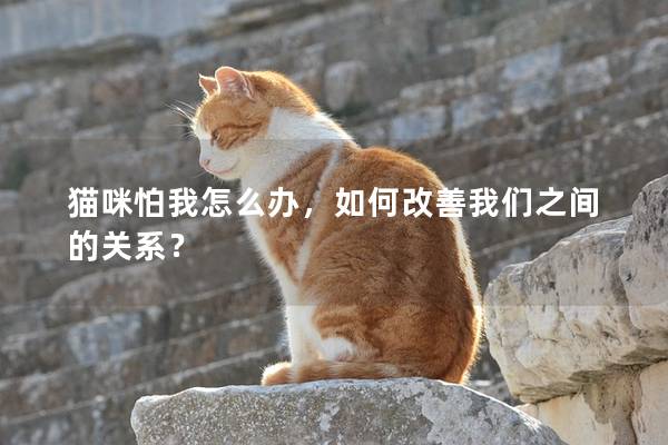 貓咪怕我怎么辦，如何改善我們之間的關系？