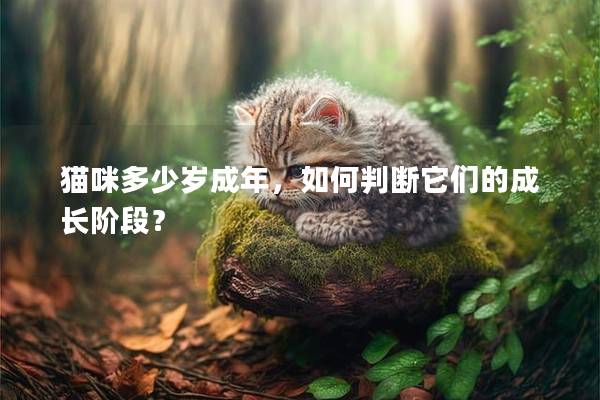 貓咪多少歲成年，如何判斷它們的成長階段？