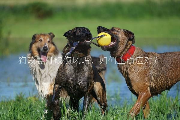 狗咬要打破傷風(fēng)嗎，如何正確應(yīng)對？