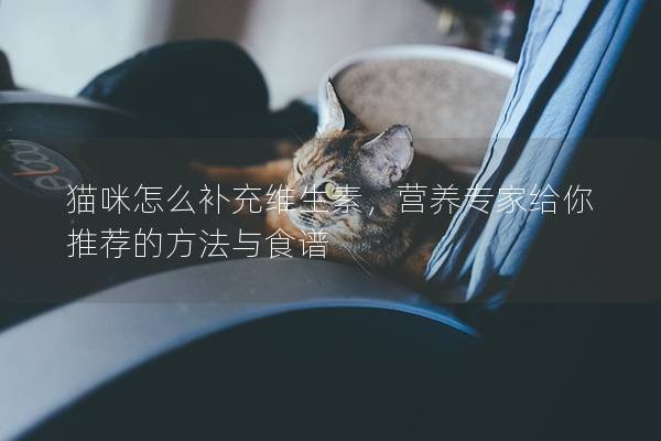 貓咪怎么補充維生素，營養專家給你推薦的方法與食譜