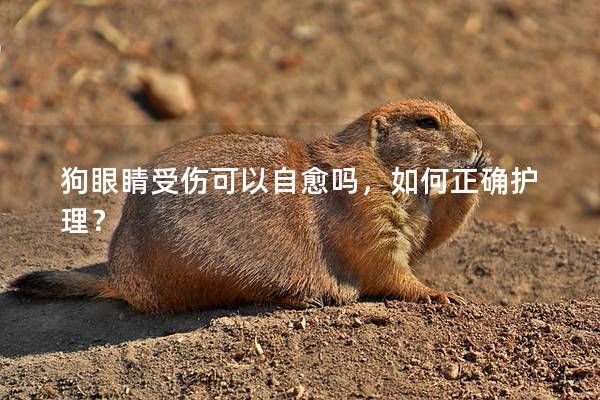 狗眼睛受傷可以自愈嗎，如何正確護理？