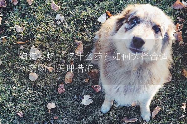 狗狗發(fā)燒了吃什么藥？如何選擇合適的藥物和護理措施