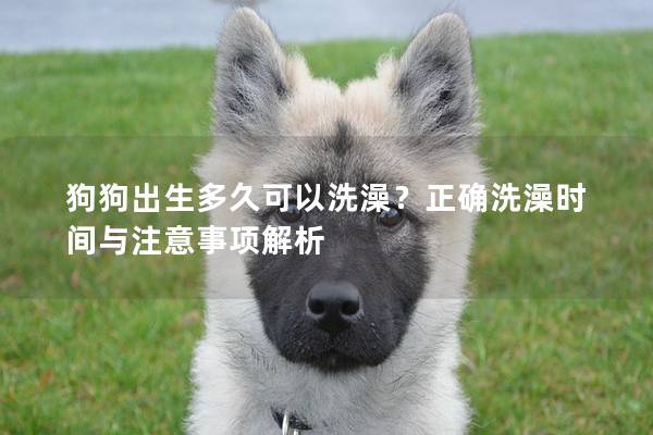 狗狗出生多久可以洗澡？正確洗澡時間與注意事項解析