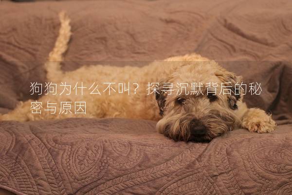 狗狗為什么不叫？探尋沉默背后的秘密與原因