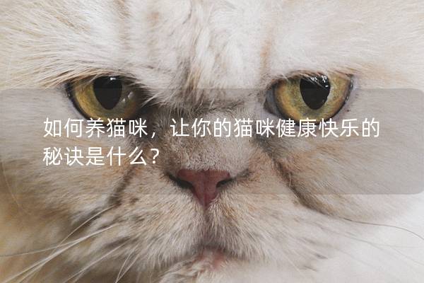 如何養(yǎng)貓咪，讓你的貓咪健康快樂的秘訣是什么？