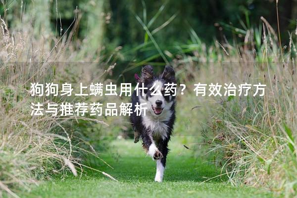 狗狗身上螨蟲用什么藥？有效治療方法與推薦藥品解析