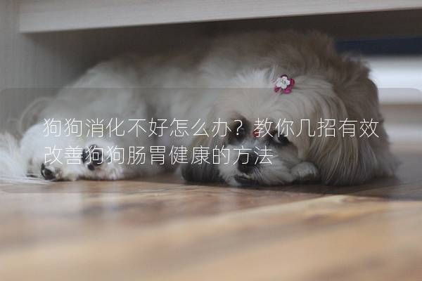 狗狗消化不好怎么辦？教你幾招有效改善狗狗腸胃健康的方法