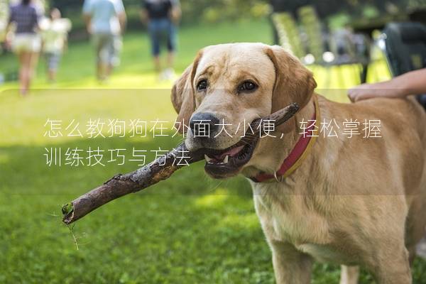 怎么教狗狗在外面大小便，輕松掌握訓(xùn)練技巧與方法