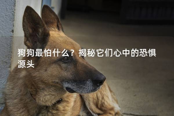 狗狗最怕什么？揭秘它們心中的恐懼源頭