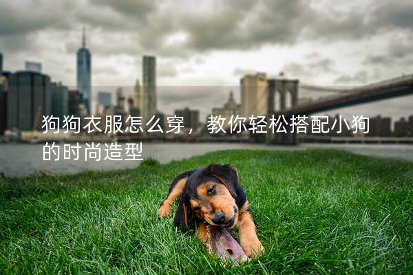 狗狗衣服怎么穿，教你輕松搭配小狗的時尚造型