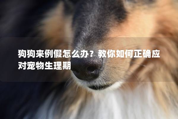 狗狗來例假怎么辦？教你如何正確應對寵物生理期