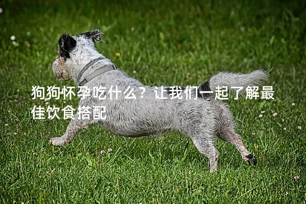 狗狗懷孕吃什么？讓我們一起了解最佳飲食搭配