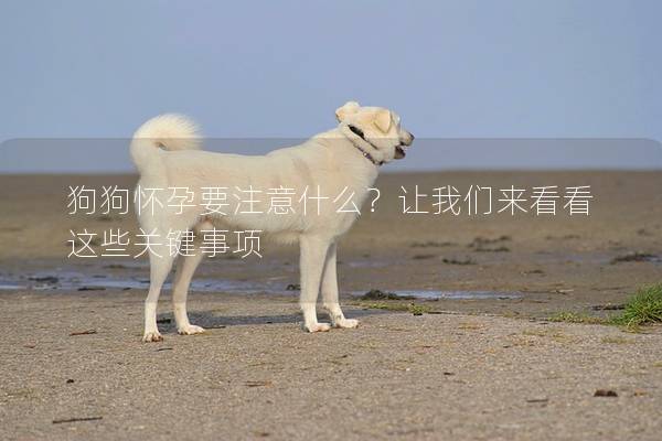 狗狗懷孕要注意什么？讓我們來看看這些關鍵事項