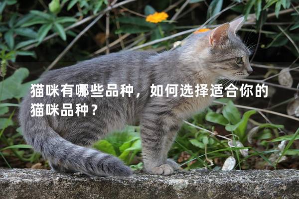 貓咪有哪些品種，如何選擇適合你的貓咪品種？