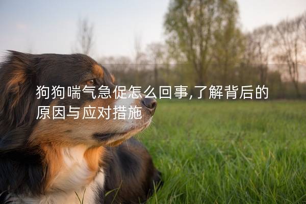 狗狗喘氣急促怎么回事,了解背后的原因與應對措施