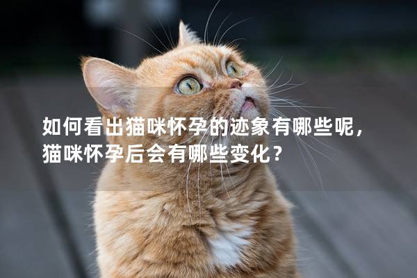 如何看出貓咪懷孕的跡象有哪些呢，貓咪懷孕后會(huì)有哪些變化？