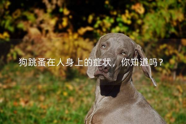 狗跳蚤在人身上的癥狀，你知道嗎？