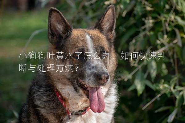 小狗狗吐黃水了怎么辦,如何快速判斷與處理方法? 小狗狗吐黃水了怎么辦,如何快速判斷與處理方法?