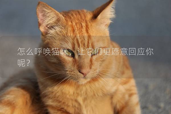 怎么呼喚貓咪,讓它們更愿意回應你呢? 怎么呼喚貓咪,讓它們更愿意回應你呢?