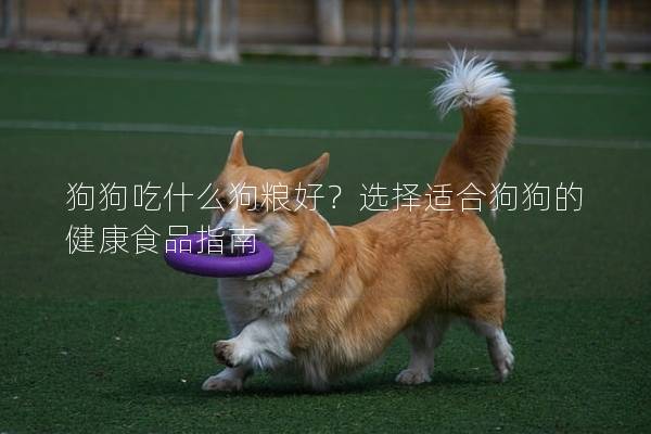 狗狗吃什么狗糧好？選擇適合狗狗的健康食品指南