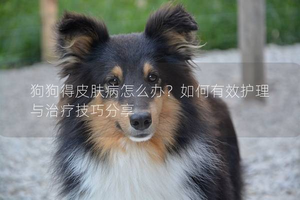 狗狗得皮膚病怎么辦?如何有效護理與治療技巧分享 狗狗得皮膚病怎么辦?如何有效護理與治療技巧分享