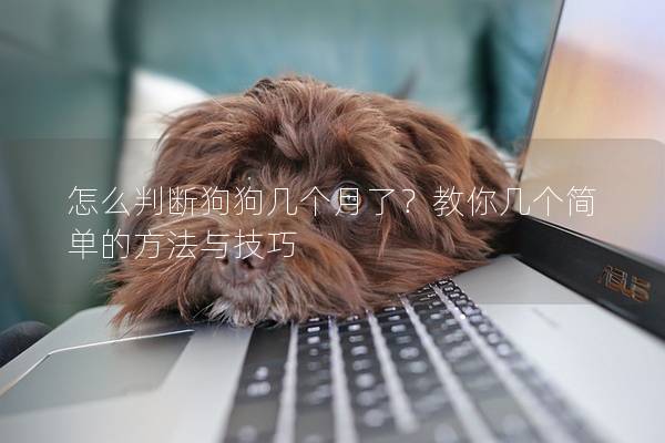 怎么判斷狗狗幾個月了？教你幾個簡單的方法與技巧