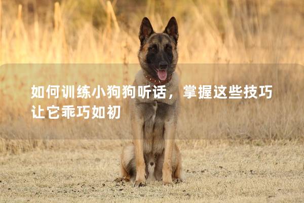 如何訓(xùn)練小狗狗聽話，掌握這些技巧讓它乖巧如初