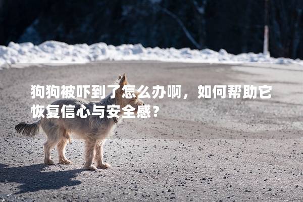 狗狗被嚇到了怎么辦啊，如何幫助它恢復信心與安全感？