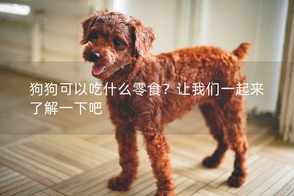 狗狗可以吃什么零食？讓我們一起來了解一下吧